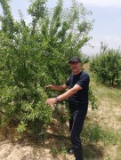 Türkiye Fındık Yetiştiriciliğinde Önemli Bir Gelişme